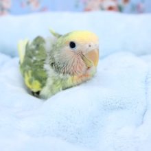 10/28UPのコザクラインコ“タイガーチェリー”最新画像 　2020.11/4撮影