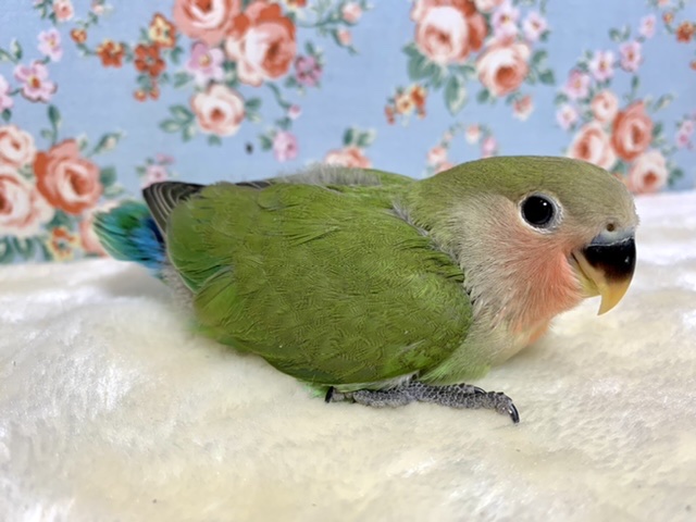 コザクラインコ（小桜インコ）