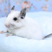 白強め！！ デグー“パイドカラー”の男のコ 2020.11/1撮影