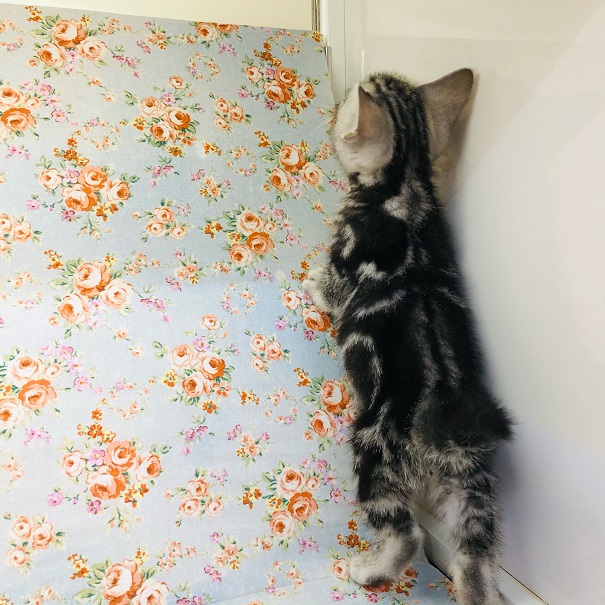 アメリカンショートヘア