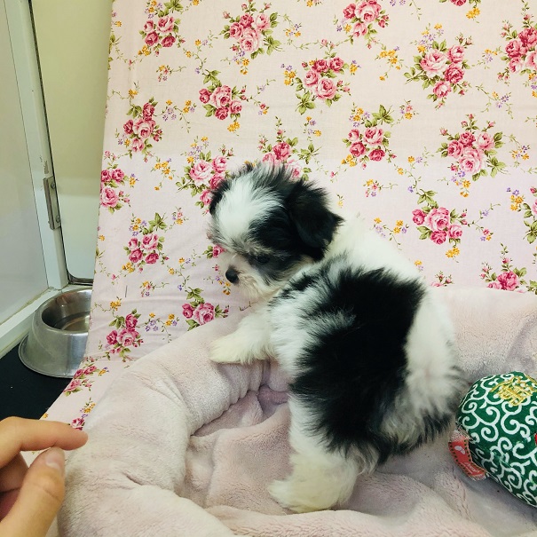 チワマル（マルチワ）