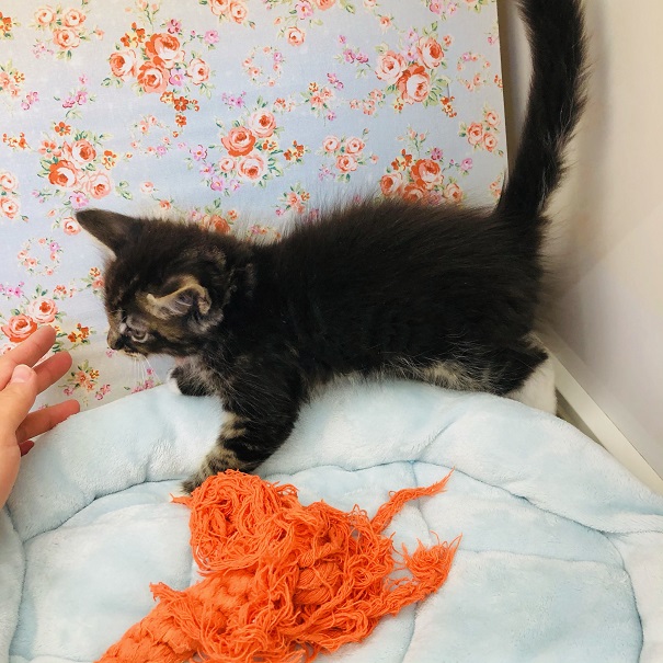 靴下を履いたメインクーンくんが来たよ☆ メインクーン