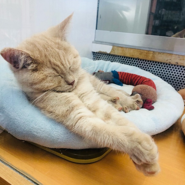 ブリティッシュショートヘア