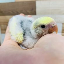 うぶうぶおしりが可愛すぎる!コザクラインコ(ブルーチェリーパイド)