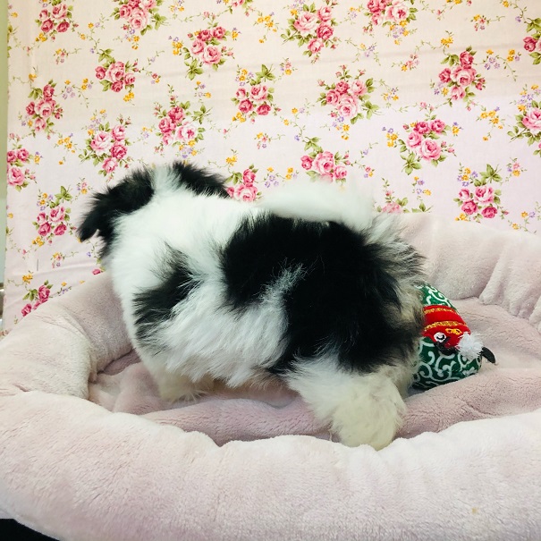 チワマル（マルチワ）