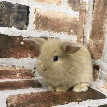 まだ耳垂れないんですぅ・・・ロップイヤーラビット♪