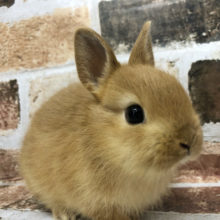 可愛いが止まらない♥ネザーランドドワーフ(オレンジ)