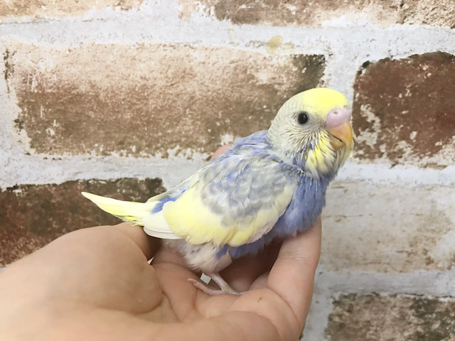 あなたはキレイだ・・・セキセイインコヒナ♪