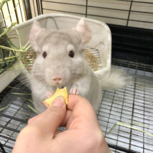 超ホヤホヤ最新画像♪ザ・マイペースガール★チンチラちゃん(シナモン)