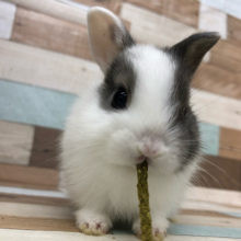 お顔が大天才！？ネザーランドドワーフ(ブルー系)