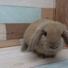 かなり久しぶりにやってきました！！ロップイヤー☆☆☆