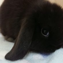 文句なし！！オススメです☆ホーランドロップイヤー