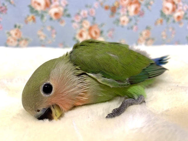 コザクラインコ（小桜インコ）