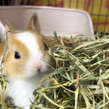 見るには心の準備を・・・♥♥ネザーランドドワーフ(オレンジ系)