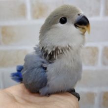 魅力的なカラー　小桜インコ☆バイオレット2020年10月生まれ