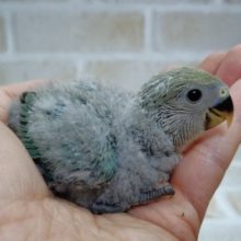 魅力的なカラー　小桜インコ☆ブルーチェリー