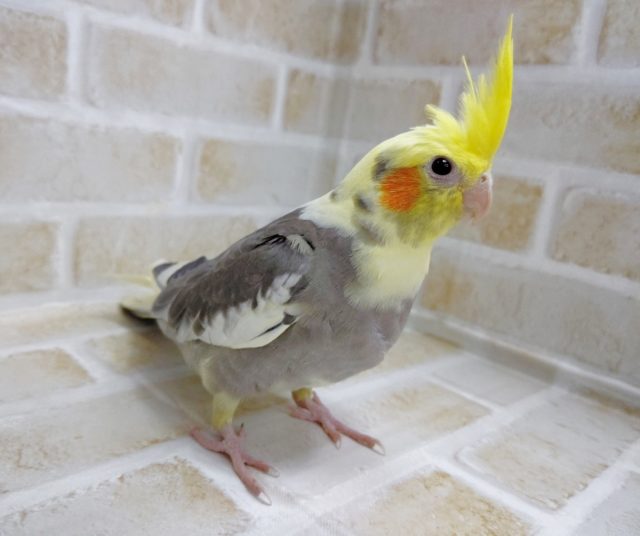 オカメインコ