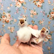 白文鳥　２０２０年１０月生まれ