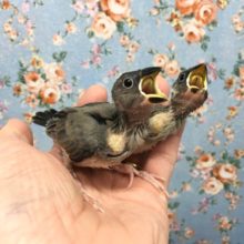 桜文鳥　２０２０年１０月生まれ