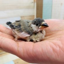 まるっこい♪桜文鳥さんいます！！