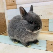 ちっこい！！ネザーランドドワーフいますよ♪