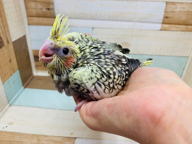 オカメインコ