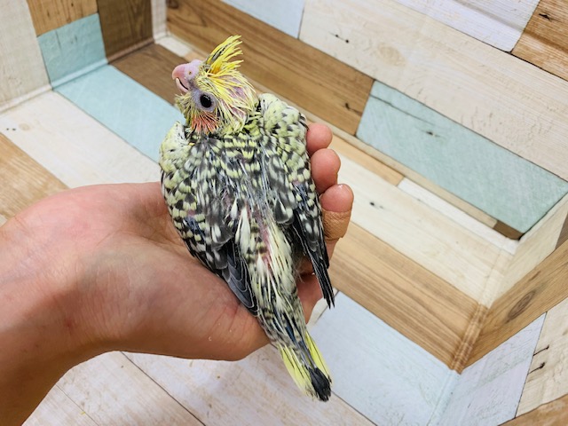 オカメインコ