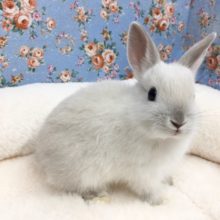 ネザーランドドワーフラビット（フロスティ）女の子　２０２０年１０月生まれ