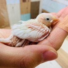 白がｷﾚｲ♪　白文鳥さん入舎！