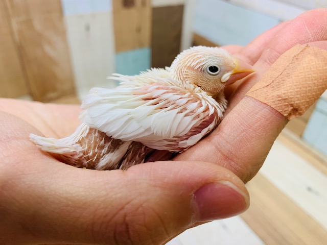 白がｷﾚｲ♪　白文鳥さん入舎！