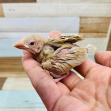 人気のシナモン文鳥きました！！