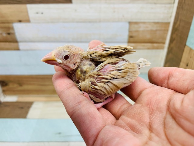 人気のシナモン文鳥きました！！