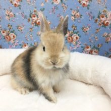 ネザーランドドワーフラビット（オレンジ系）男の子　２０２０年１０月生まれ