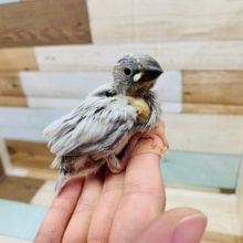 当店人気!!シルバー文鳥さん♪