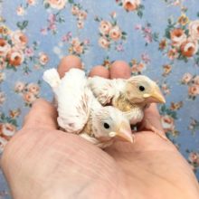 白文鳥　２０２０年１０月生まれ