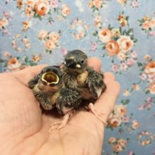 桜文鳥　２０２０年１０月生まれ