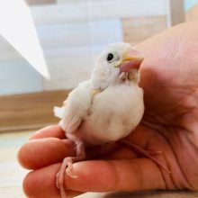 真っ白がステキ♪白文鳥さん!!