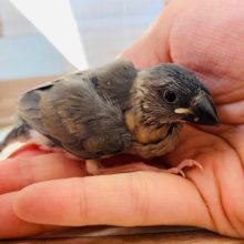 定番人気の桜文鳥さん♪