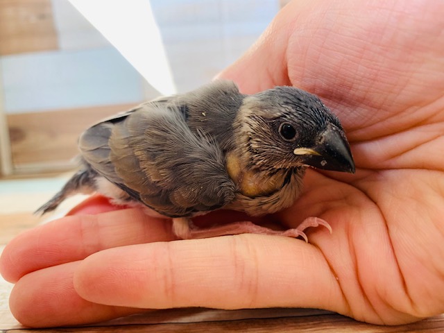 定番人気の桜文鳥さん♪