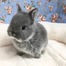 ネザーランドドワーフラビット（ブルー）男の子　２０２０年１０月生まれ