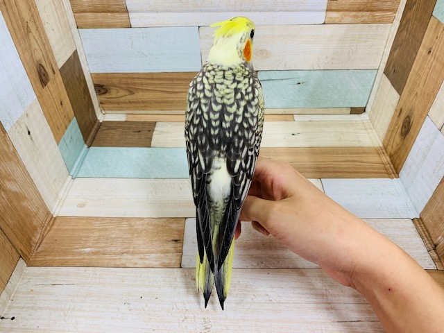 オカメインコ