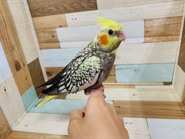 オカメインコ