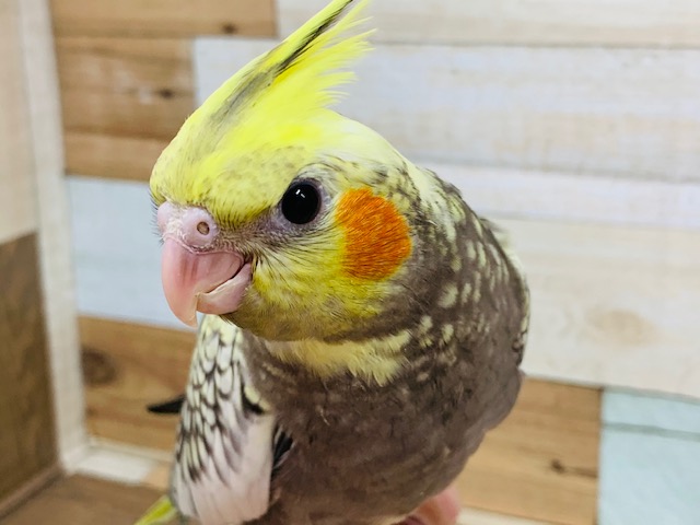 オカメインコ