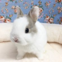 ネザーランドドワーフラビット（グレー系）２０２０年１０月生まれ