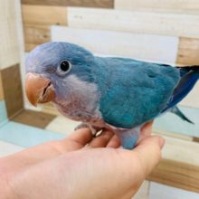 綺麗な色です！オキナインコ(ブルー×バイオレット)