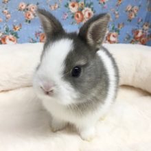 ネザーランドドワーフラビット（ブルー系）女の子　２０２０年１０月生まれ