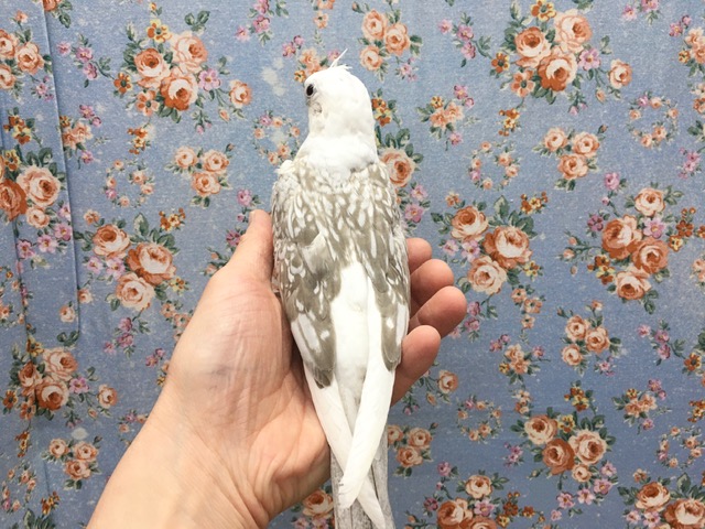 オカメインコ