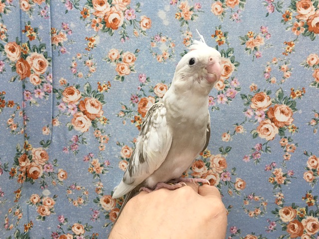 オカメインコ