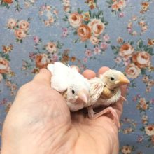 白文鳥　２０２０年１０月生まれ