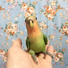 手のり💛小桜インコ（ノーマル）　２０２０年９月生まれ